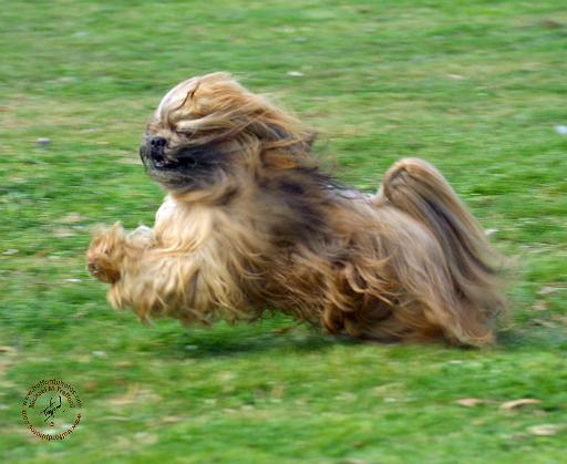 Lhasa Apso 9P30D-205.JPG